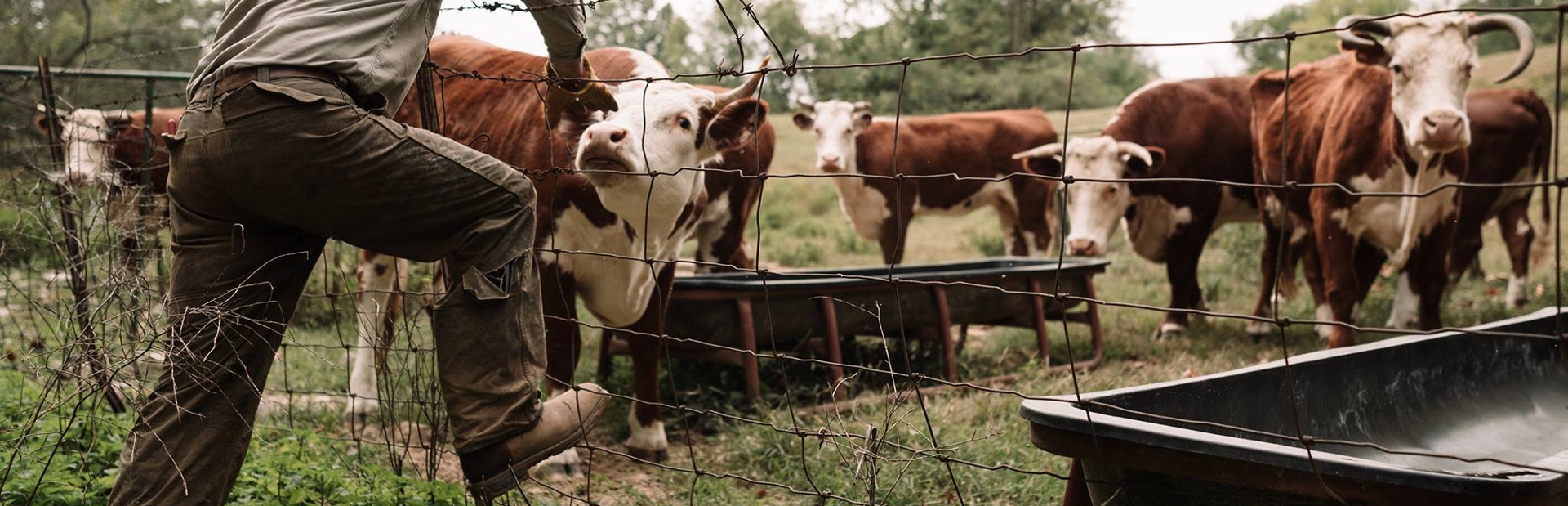 Man leaning over barbed wire fence while cows eat from trough